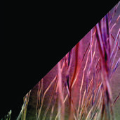 Kunst in der sozialen Isolation
Xponate - Detail der Woche